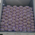 new crop China/Chinese fresh garlic in bulk normal white garlic for wholesale